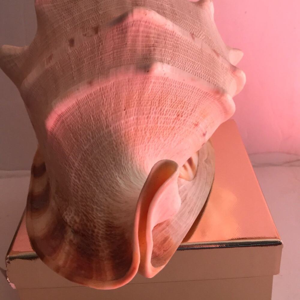Beautiful Conk Shell - Picture 4 of 6